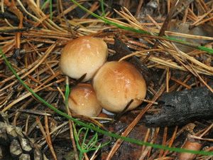 Сколько часов варить маслята грибы